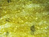 with_zeiss_ 45x_magnification (2).JPG